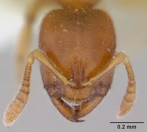 Prionopelta dubia specimen CASENT0178695 image casent0178695_2