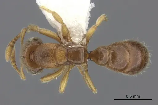 Prionopelta dubia specimen CASENT0260460 image casent0260460_1