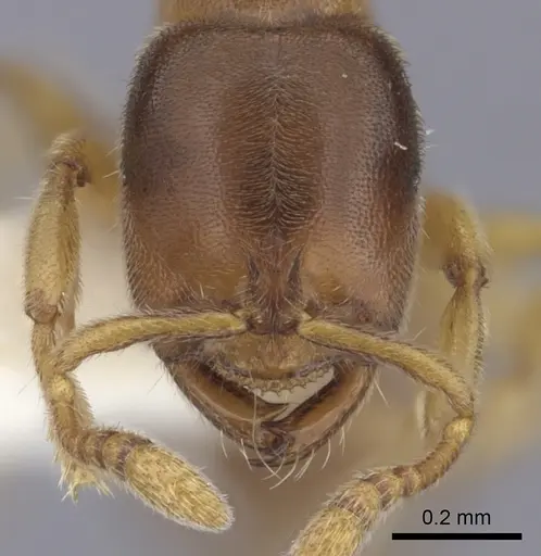 Prionopelta dubia specimen CASENT0260460 image casent0260460_2