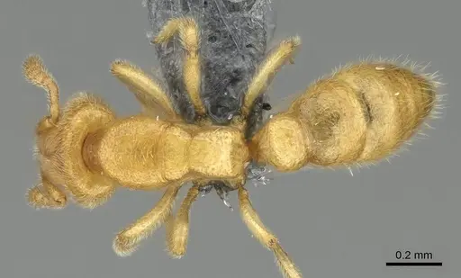 Prionopelta dubia specimen CASENT0370886 image casent0370886_1