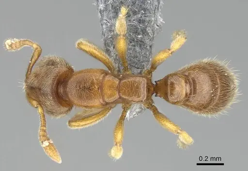 Prionopelta dubia specimen CASENT0374727 image casent0374727_1