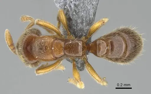 Prionopelta dubia specimen CASENT0375939 image casent0375939_1