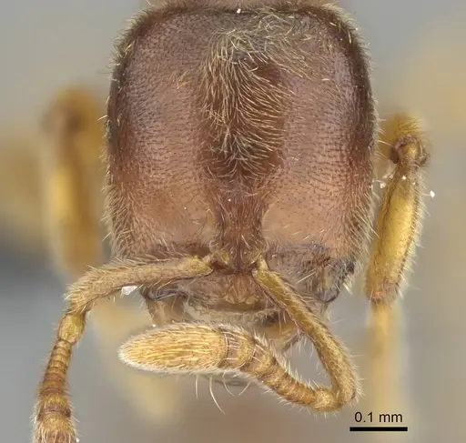 Prionopelta dubia specimen CASENT0375939 image casent0375939_2