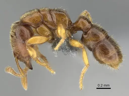 Prionopelta dubia specimen CASENT0375939 image casent0375939_3