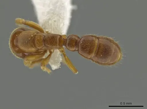 Prionopelta dubia specimen CASENT0619986 image casent0619986_1