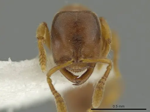 Prionopelta dubia specimen CASENT0619986 image casent0619986_2