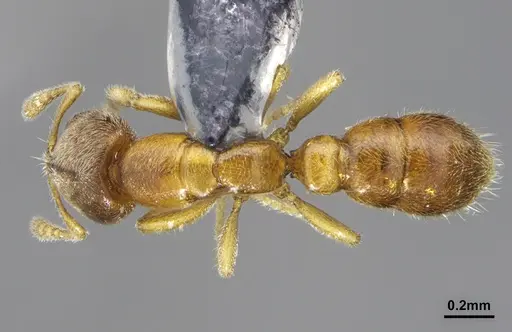 Prionopelta dubia specimen DZUP549772 image dzup549772_1