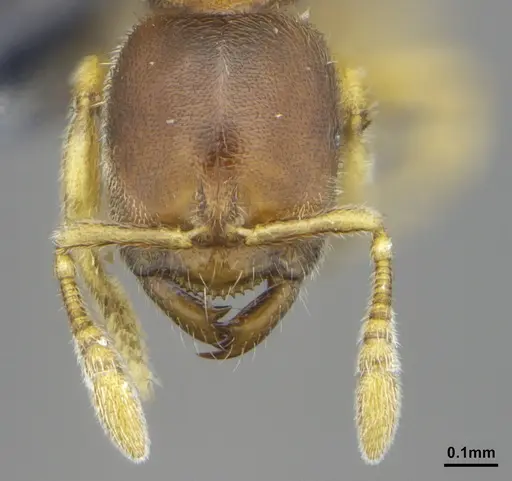 Prionopelta dubia specimen DZUP549772 image dzup549772_2