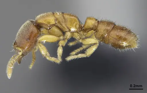 Prionopelta dubia specimen DZUP549772 image dzup549772_3