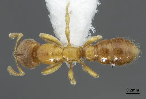 Prionopelta dubia specimen DZUP549774 image dzup549774_1