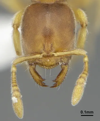 Prionopelta dubia specimen DZUP549774 image dzup549774_2