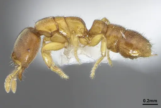 Prionopelta dubia specimen DZUP549774 image dzup549774_3