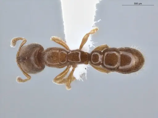 Prionopelta dubia specimen ECOFOG-IT14-0118-22 image ecofog-it14-0118-22_1