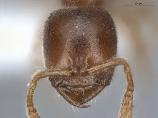 Prionopelta dubia specimen ECOFOG-IT14-0118-22 image ecofog-it14-0118-22_2