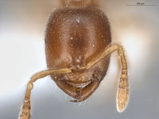 Prionopelta dubia specimen ECOFOG-SL13-1022-11 image ecofog-sl13-1022-11_2