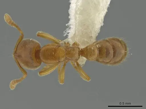 Prionopelta dubia specimen JTLC000010047 image jtlc000010047_1