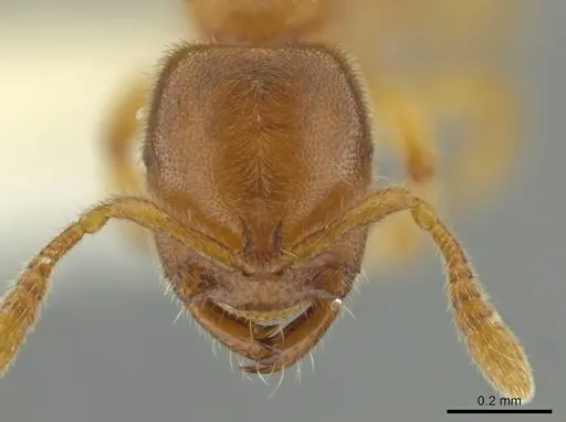 Prionopelta dubia specimen JTLC000010047 image jtlc000010047_2