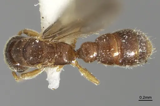 Prionopelta dubia specimen LACMENT142624 image lacment142624_1