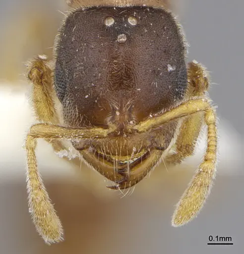Prionopelta dubia specimen LACMENT142624 image lacment142624_2