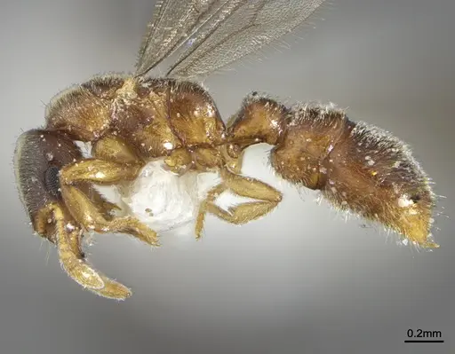 Prionopelta dubia specimen LACMENT142624 image lacment142624_3