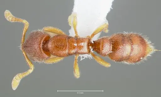 Prionopelta humicola specimen CASENT0005924 image casent0005924_1