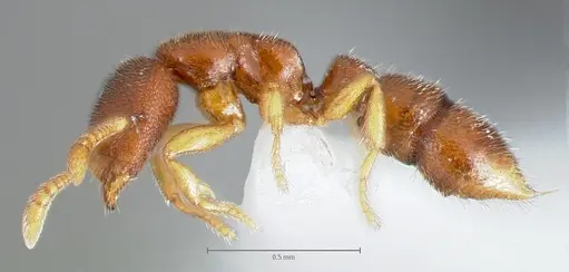 Prionopelta humicola specimen CASENT0005924 image casent0005924_3