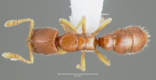 Prionopelta humicola specimen CASENT0005925 image casent0005925_1