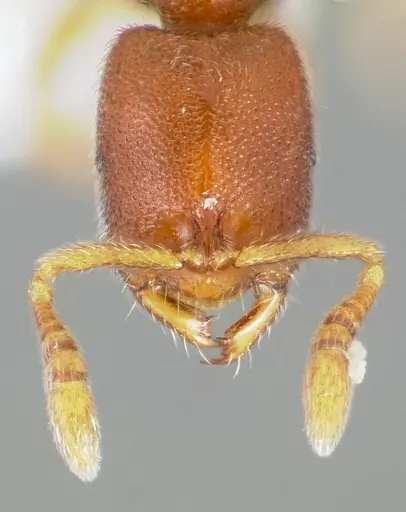 Prionopelta humicola specimen CASENT0005925 image casent0005925_2