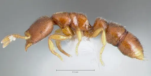 Prionopelta humicola specimen CASENT0005925 image casent0005925_3