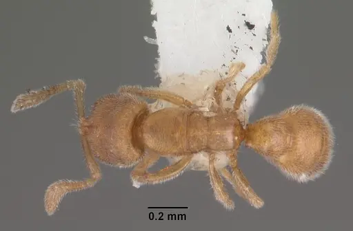 Prionopelta humicola specimen CASENT0102504 image casent0102504_1