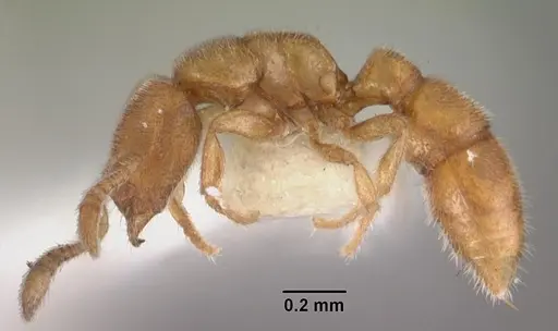 Prionopelta humicola specimen CASENT0102504 image casent0102504_4