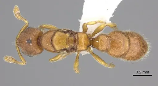 Prionopelta humicola specimen CASENT0235181 image casent0235181_1