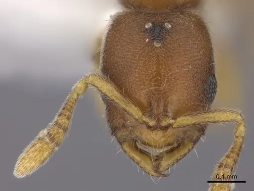 Prionopelta humicola specimen CASENT0235181 image casent0235181_2