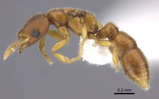 Prionopelta humicola specimen CASENT0235181 image casent0235181_3