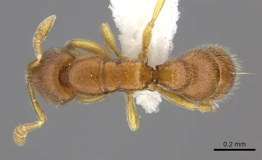 Prionopelta humicola specimen CASENT0235182 image casent0235182_1