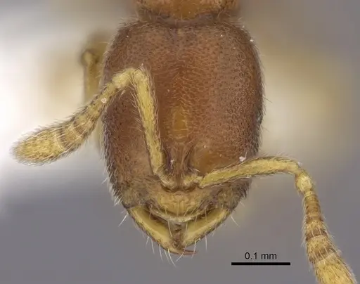 Prionopelta humicola specimen CASENT0235182 image casent0235182_2
