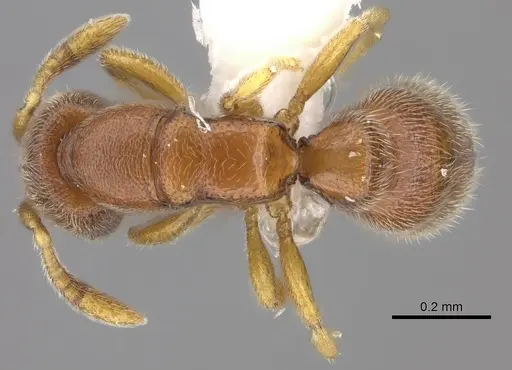 Prionopelta humicola specimen CASENT0235183 image casent0235183_1