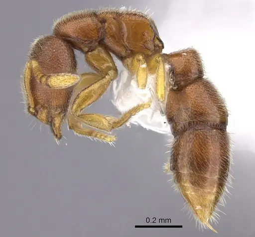 Prionopelta humicola specimen CASENT0235183 image casent0235183_3