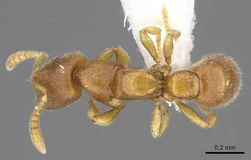 Prionopelta humicola specimen CASENT0235189 image casent0235189_1