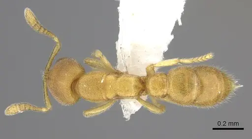 Prionopelta humicola specimen CASENT0235190 image casent0235190_1