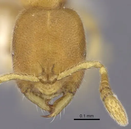 Prionopelta humicola specimen CASENT0235190 image casent0235190_2