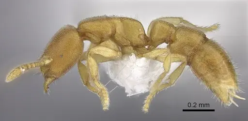 Prionopelta humicola specimen CASENT0235190 image casent0235190_3