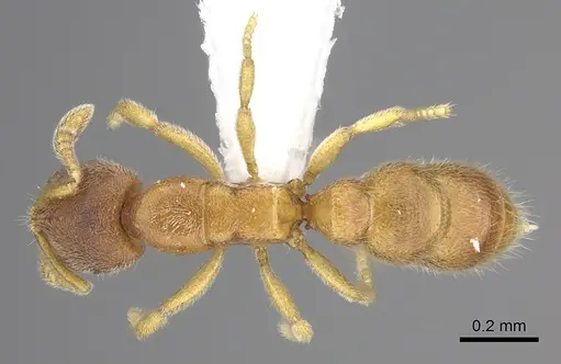 Prionopelta humicola specimen CASENT0235191 image casent0235191_1