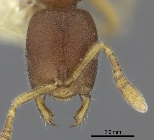 Prionopelta humicola specimen CASENT0260464 image casent0260464_2