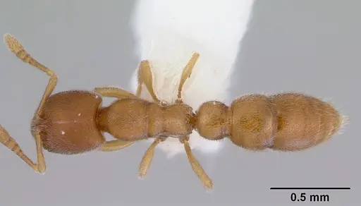 Prionopelta kraepelini specimen CASENT0172314 image casent0172314_1