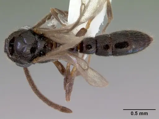Prionopelta kraepelini specimen CASENT0172315 image casent0172315_1