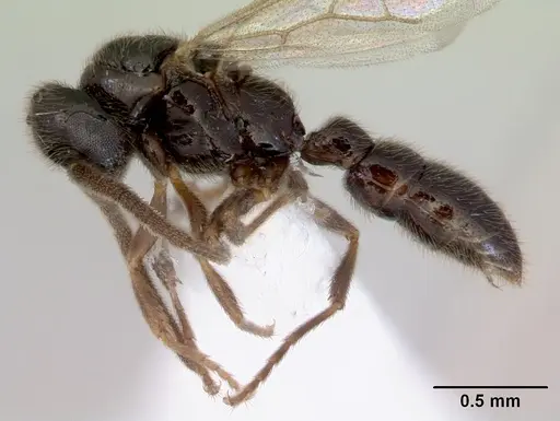Prionopelta kraepelini specimen CASENT0172315 image casent0172315_3