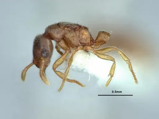 Prionopelta kraepelini specimen CASENT0882079 image casent0882079_4