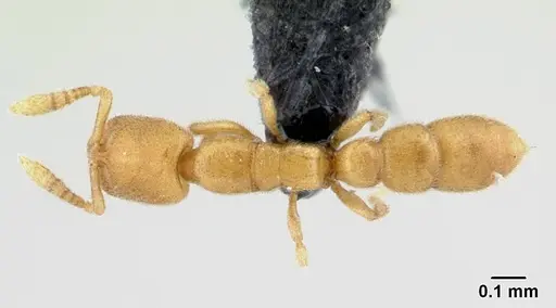 Prionopelta laurae specimen CASENT0046143 image casent0046143_1