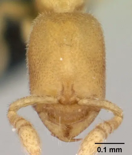 Prionopelta laurae specimen CASENT0046143 image casent0046143_2